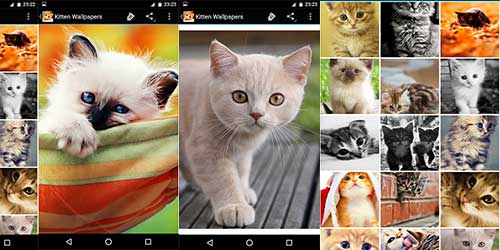 Wallpapers with cute kittens